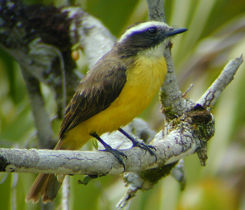 Rusty-margined Flycatcher