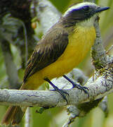 Rusty-margined Flycatcher