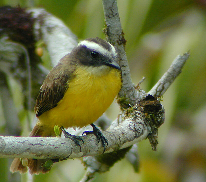 Rusty-margined Flycatcher