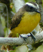 Rusty-margined Flycatcher