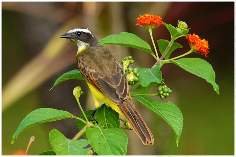 Rusty-margined Flycatcheradult