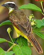 Rusty-margined Flycatcher