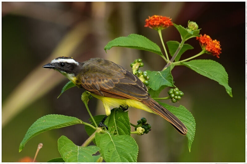 Rusty-margined Flycatcheradult