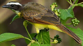 Rusty-margined Flycatcher