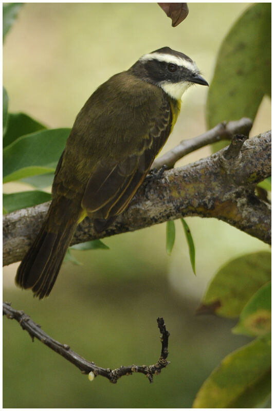 Rusty-margined Flycatcheradult