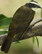 Rusty-margined Flycatcher