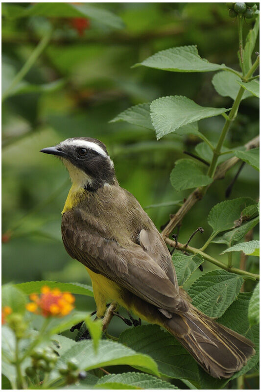 Tyran de Cayenneadulte, identification