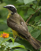 Rusty-margined Flycatcher