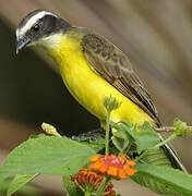 Rusty-margined Flycatcher