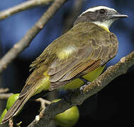 Rusty-margined Flycatcher