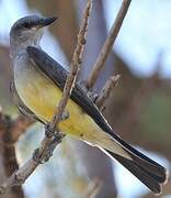 Western Kingbird