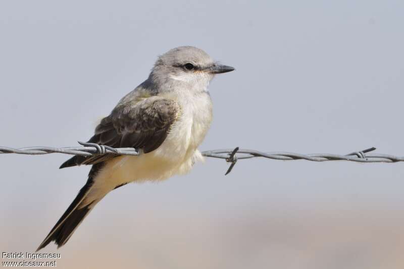 Western Kingbirdjuvenile, identification