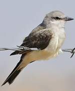 Western Kingbird