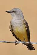 Western Kingbird