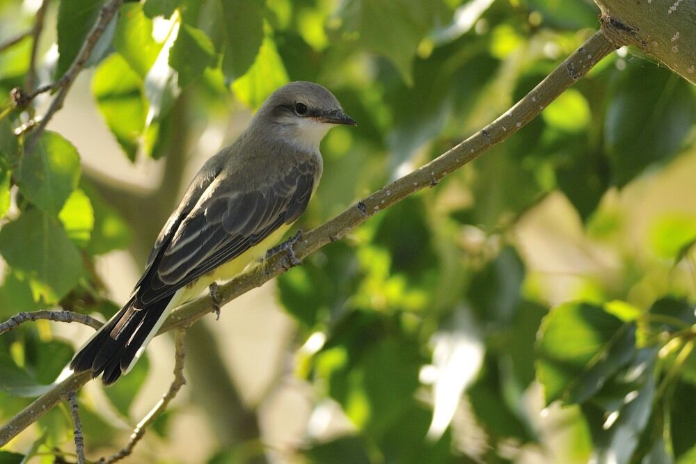 Western Kingbirdimmature