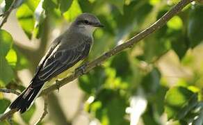 Western Kingbird