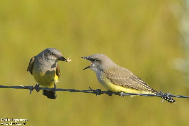 Western Kingbird, feeding habits, Reproduction-nesting