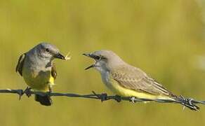 Western Kingbird