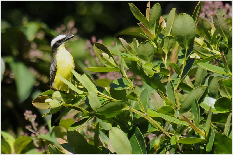 Yellow-throated Flycatcheradult