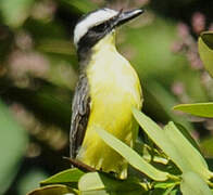 Yellow-throated Flycatcher