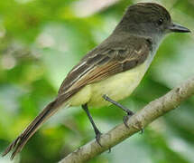 Brown-crested Flycatcher