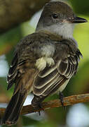 Brown-crested Flycatcher