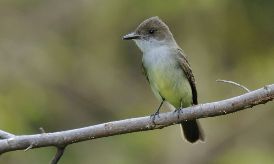 Brown-crested Flycatcheradult