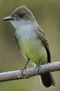 Brown-crested Flycatcher