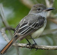 Brown-crested Flycatcher