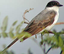 Fork-tailed Flycatcher
