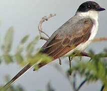 Fork-tailed Flycatcher