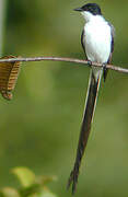 Fork-tailed Flycatcher