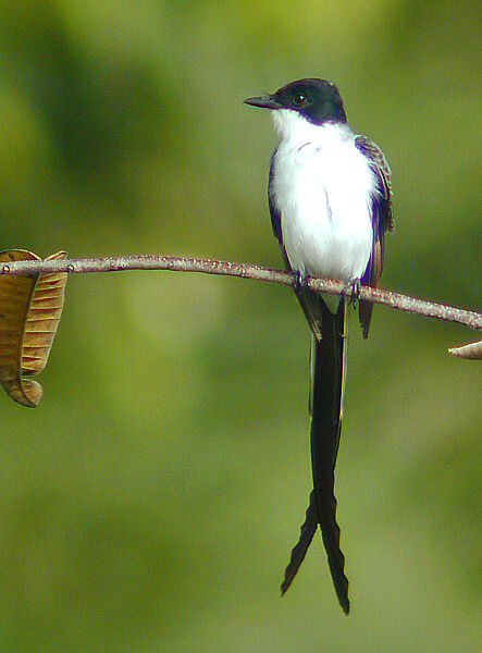 Fork-tailed Flycatcher