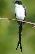 Fork-tailed Flycatcher