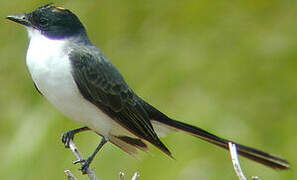 Fork-tailed Flycatcher