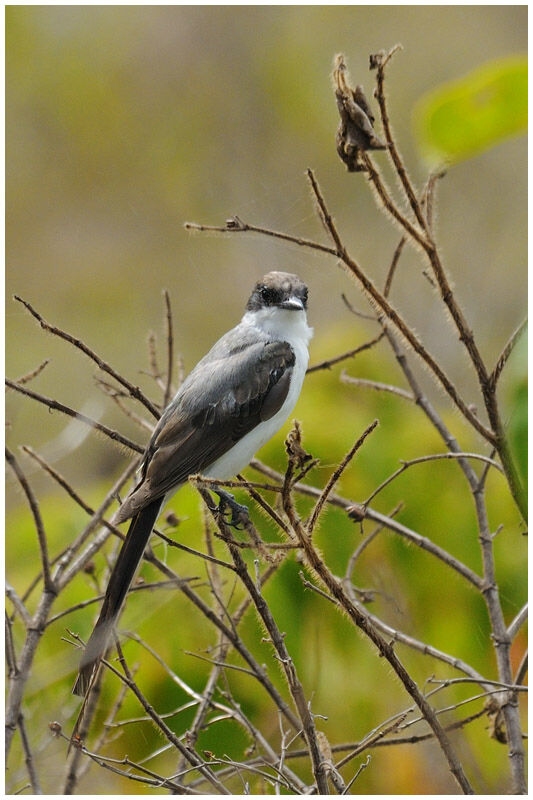 Fork-tailed Flycatcheradult post breeding