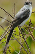 Fork-tailed Flycatcher