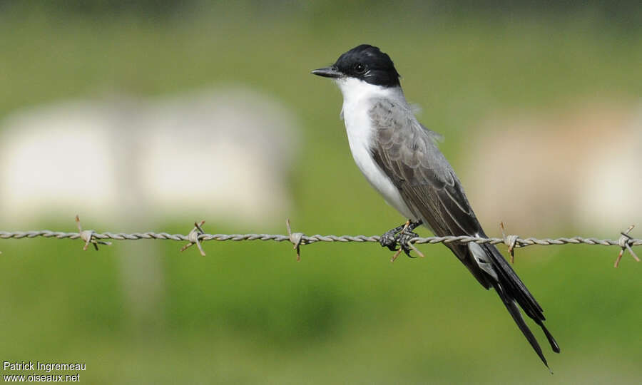 Fork-tailed Flycatcheradult post breeding