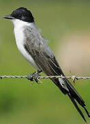 Fork-tailed Flycatcher