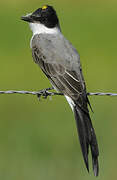 Fork-tailed Flycatcher