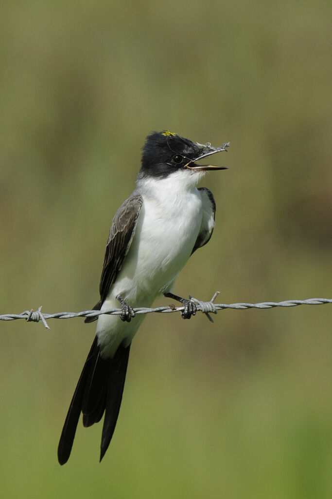 Fork-tailed Flycatcheradult post breeding