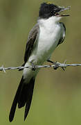 Fork-tailed Flycatcher