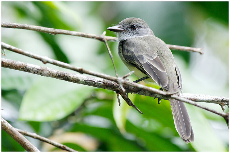 Short-crested Flycatcheradult