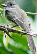 Short-crested Flycatcher