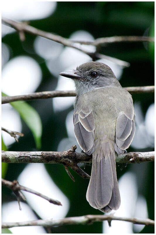 Short-crested Flycatcheradult