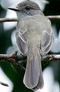 Short-crested Flycatcher