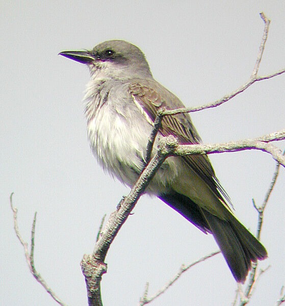 Grey Kingbird