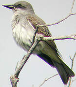 Grey Kingbird