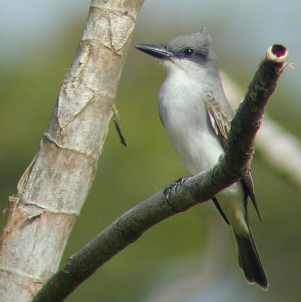 Grey Kingbird