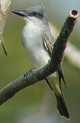 Grey Kingbird